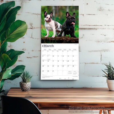 2026 BrownTrout French Bulldogs 12" x 12" Monthly Wall Calendar (9798330703302)