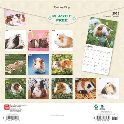 2025 BrownTrout Guinea Pigs 12 x 12 Monthly Wall Calendar (9781975477134)