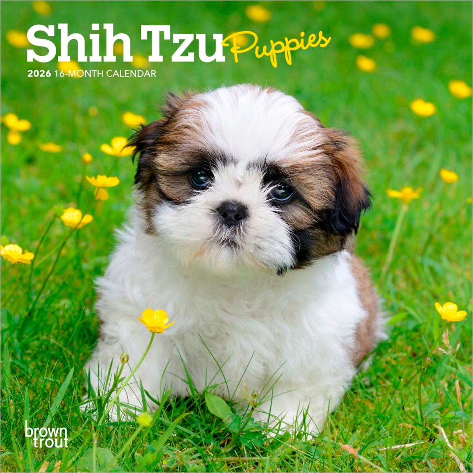 2026 BrownTrout Shih Tzu Puppies 7 x 7 Monthly Wall Calendar (9798330705542)