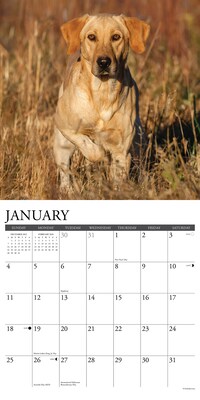 2026 Willow Creek Yellow Labs 12" x 12" Monthly Wall Calendar, Reversible (53355)