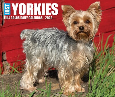 2025 Willow Creek Yorkies 6" x 5.5" Day-to-Day Calendar (41130)