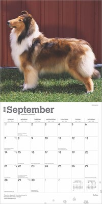 2025 BrownTrout Collies 12" x 24" Monthly Square Wall Calendar, (9781975476861)