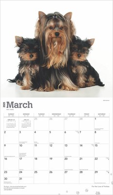 2025 BrownTrout For the Love of Yorkshire Terriers 7" x 12" Monthly  Wall Calendar (9781975473099)