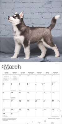 2025 BrownTrout Siberian Husky Puppies 12" x 12" Monthly Wall Calendar (9781975477783)