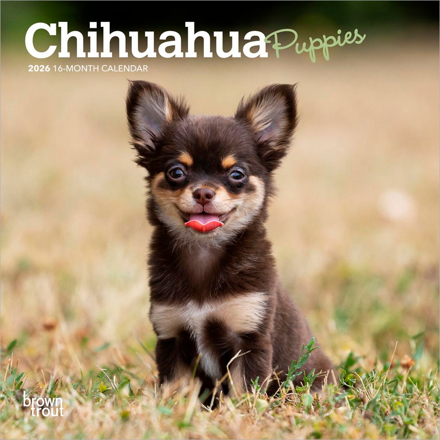 2026 BrownTrout Chihuahua Puppies 7 x 7 Monthly Wall Calendar (9798330702916)