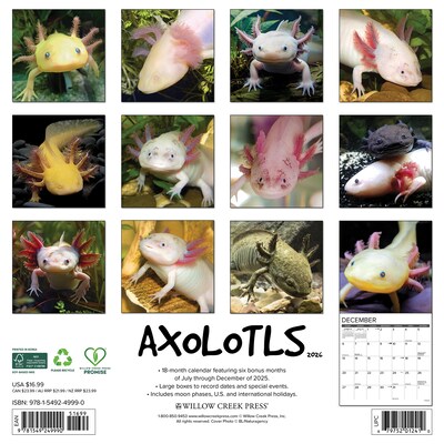 2026 Willow Creek Axolotls 12 x 12 Monthly Wall Calendar (49990)