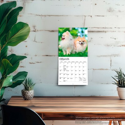 2027 BrownTrout Pomeranians 7" x 7" Monthly Wall Calendar (9798330710058)