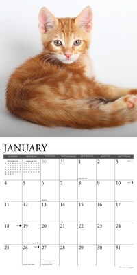 2026 Willow Creek Ginger Cats 12" x 12" Monthly Wall Calendar (51269)