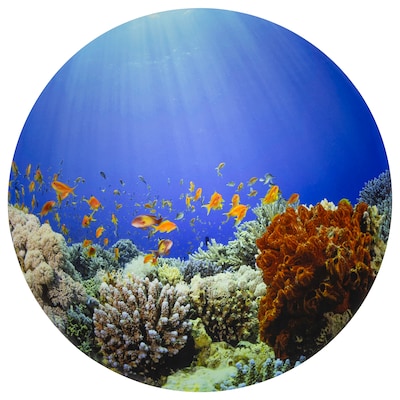 TickiT Under the Sea Discovery Play Mat, Multicolored (CTU73560)