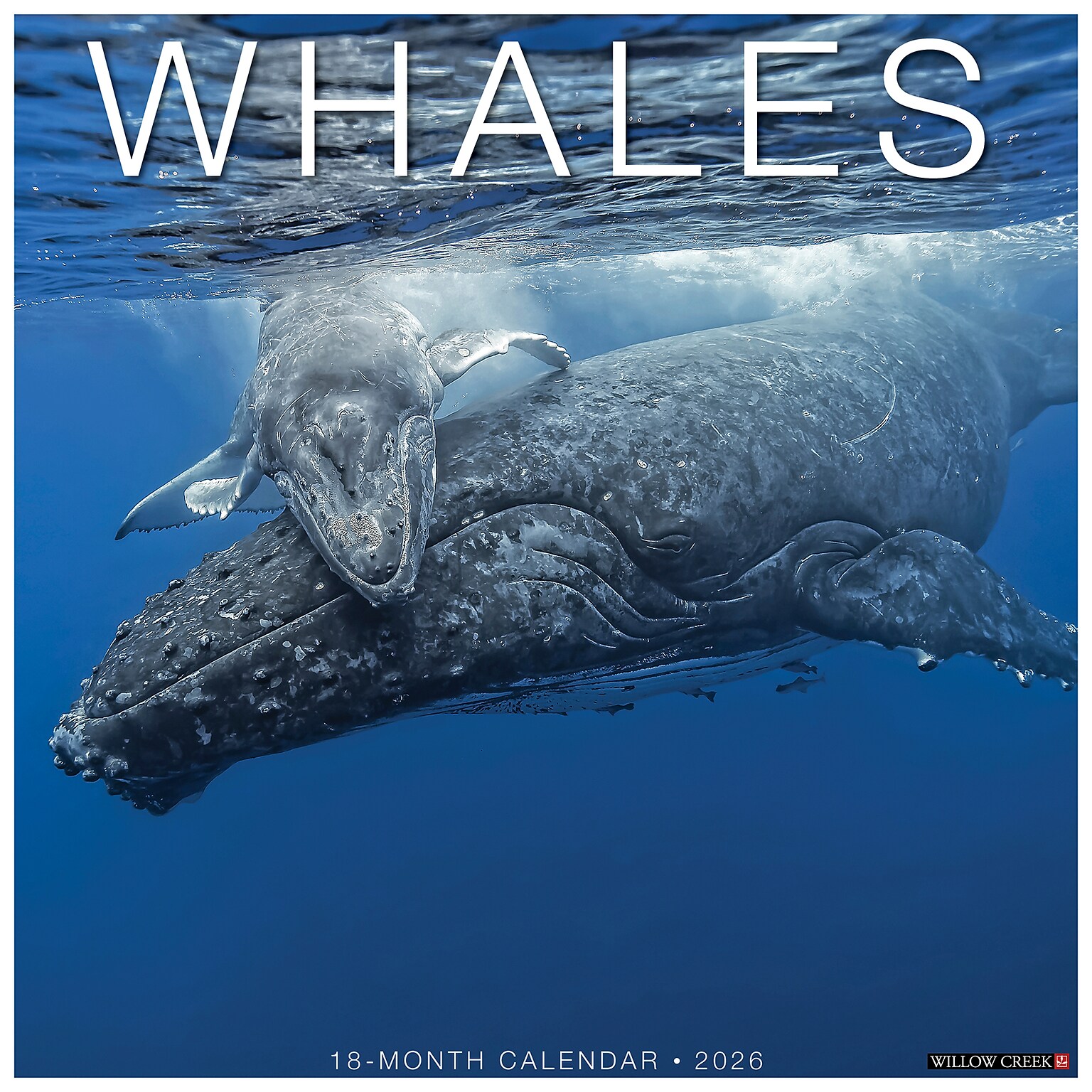 2026 Willow Creek Whales 12 x 12 Monthly Wall Calendar (53140)