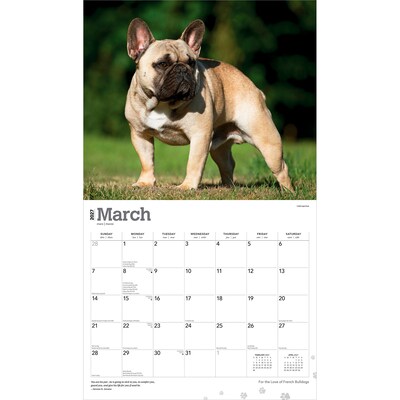 2027 BrownTrout For the Love of French Bulldogs 14" x 12" Monthly Wall Calendar, Assorted Colors (9798330714704)