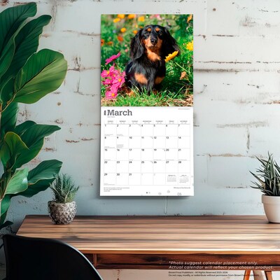 2026 BrownTrout Miniature Dachshunds 12" x 12" Monthly Wall Calendar (9798330703135)