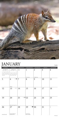 2025 Willow Creek Wildlife Down Under 12" x 12" Yearly Wall Calendar (46289)