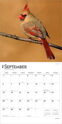 2026 BrownTrout Cardinals 12" x 12" Monthly Wall Calendar (9798330702749)