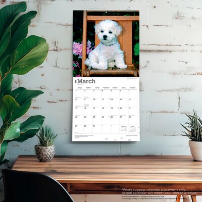 2026 BrownTrout Bichon Frise Puppies 12" x 12" Monthly Wall Calendar (9798330702435)