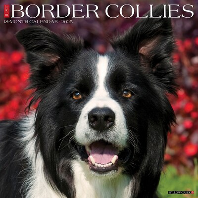 2025 Willow Creek Just Border Collies 12 x 12 Monthly Wall Calendar, Multicolor (41895)