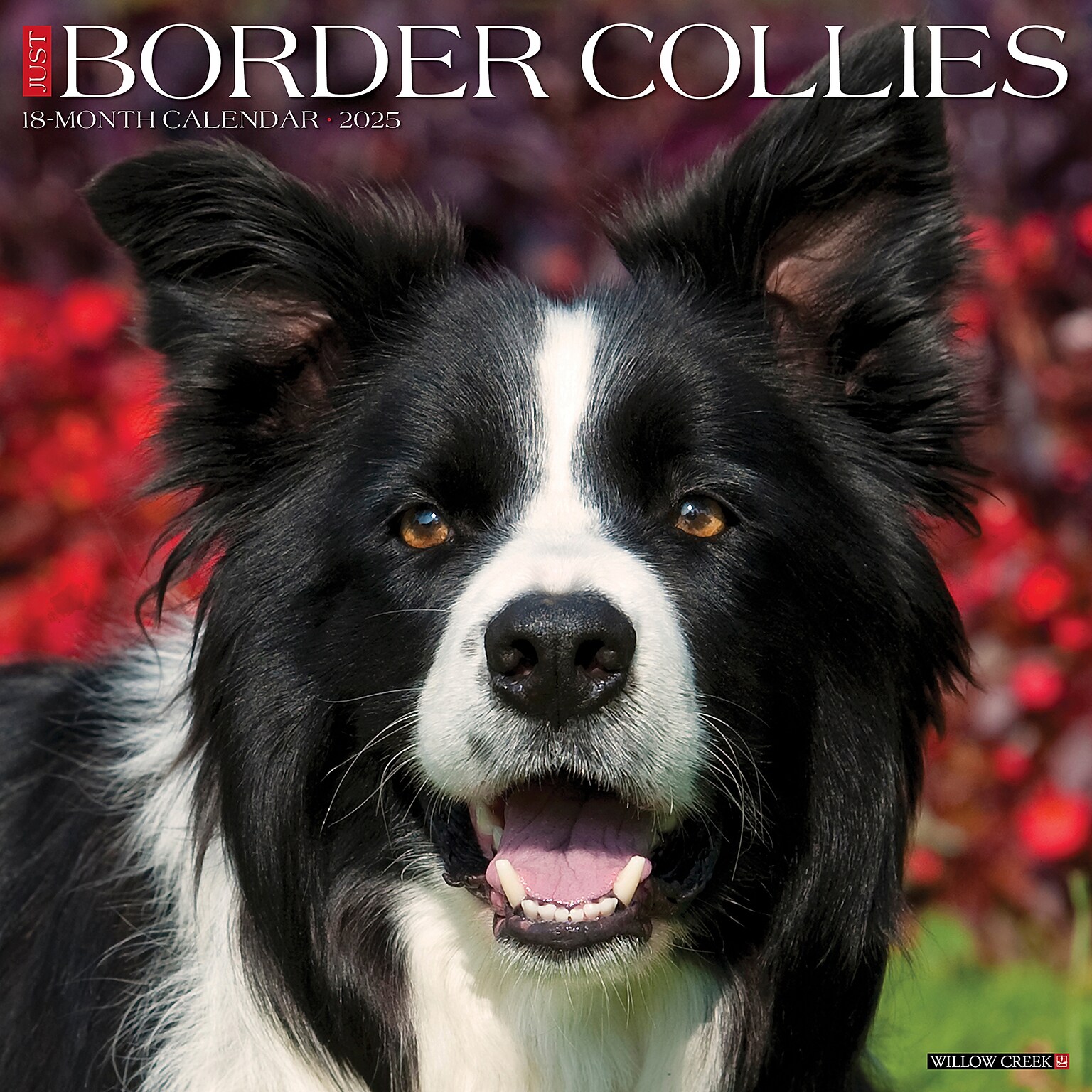 2025 Willow Creek Just Border Collies 12 x 12 Monthly Wall Calendar, Multicolor (41895)