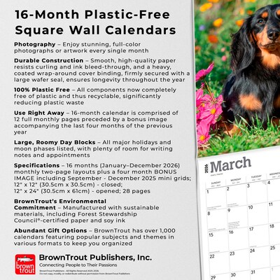 2026 BrownTrout Miniature Dachshunds 12" x 12" Monthly Wall Calendar (9798330703135)