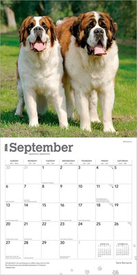 2026 BrownTrout Saint Bernards 12" x 12" Monthly Wall Calendar (9798330705405)