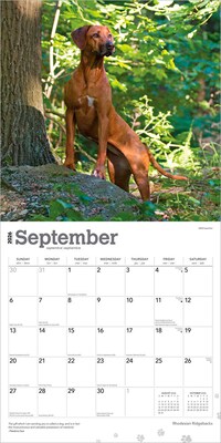 2026 BrownTrout Rhodesian Ridgebacks 12" x 12" Monthly Wall Calendar (9798330705337)