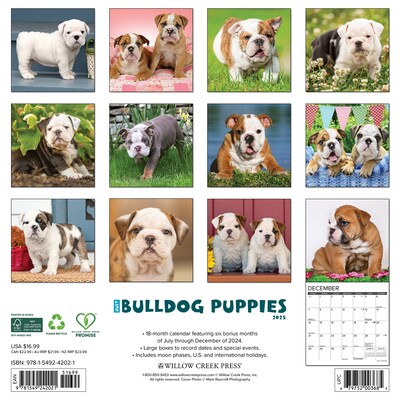 2025 Willow Creek Just Bulldog Puppies 12 x 12 Monthly Wall Calendar, Multicolor (42021)