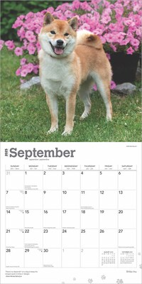 2025 BrownTrout Shiba Inu 12" x 24" Monthly Square Wall Calendar, (9781975477738)