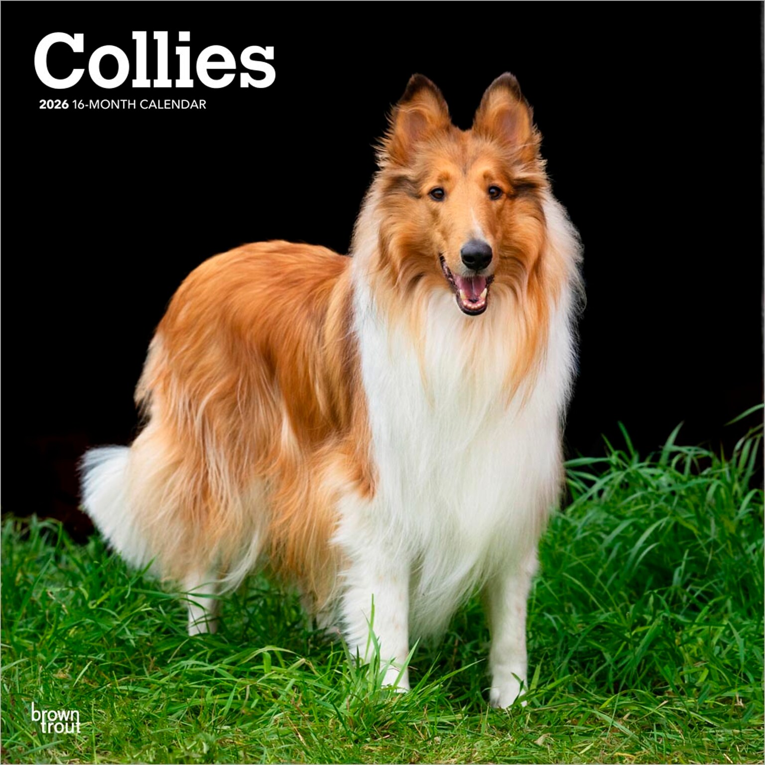 2026 BrownTrout Collies 12 x 12 Monthly Wall Calendar (9798330702985)