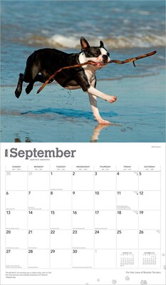 2026 BrownTrout For the Love of Boston Terriers 14" x 12" Monthly Wall Calendar (9798330707119)