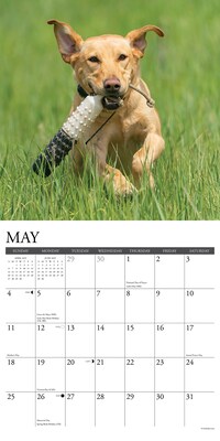 2025 Willow Creek Just Yellow Labs 12" x 12" Monthly Wall Calendar (45534)