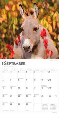 2026 BrownTrout Donkeys 12" x 12" Monthly Wall Calendar (9798330703173)
