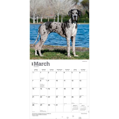2027 BrownTrout Great Danes 12" x 12" Monthly Wall Calendar (9798330714216)