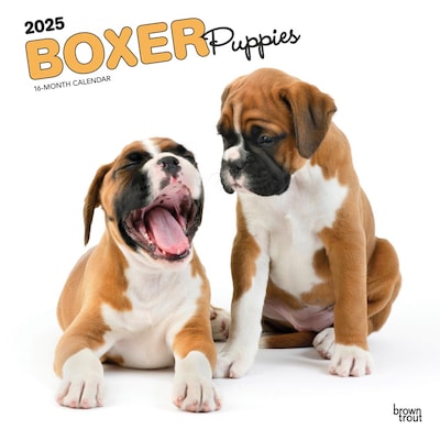 2025 BrownTrout Boxer Puppies 12 x 12 Monthly Wall Calendar (9781975476717)