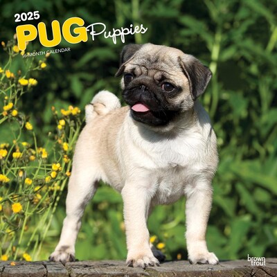 2025 BrownTrout Pug Puppies 12 x 12 Monthly Wall Calendar (9781975477561)