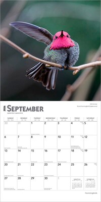 2026 BrownTrout Hummingbirds 12" x 12" Monthly Wall Calendar (9798330703807)