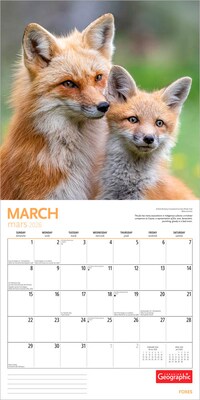 2026 Wyman Canadian Geographic Foxes 12" x 12" Monthly Wall Calendar (9781525699832)