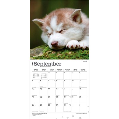 2027 BrownTrout Siberian Husky Puppies 12" x 12" Monthly Wall Calendar (9798330712700)