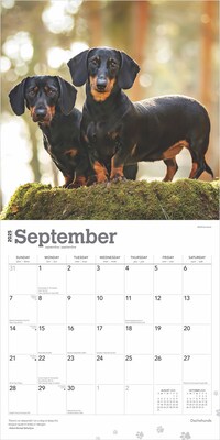 2025 BrownTrout Dachshunds 12" x 12" Monthly  Wall Calendar (9781975476915)