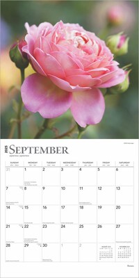2025 BrownTrout Roses 12" x 12" Monthly Wall Calendar (9781975475635)