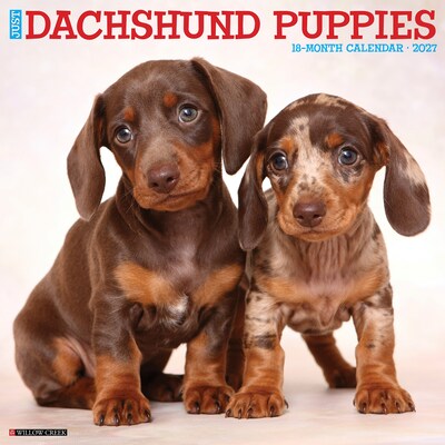 2027 Willow Creek Dachshund Puppies  12 x 12 Monthly Wall Calendar (59944)