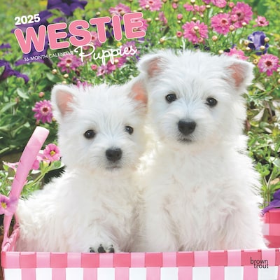 2025 BrownTrout West Highland White Terrier Puppies 12 x 12 Monthly Wall Calendar (9781975480738)