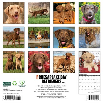 2025 Willow Creek Just Chesapeake Bay Retrievers 12" x 12" Monthly Wall Calendar (42281)