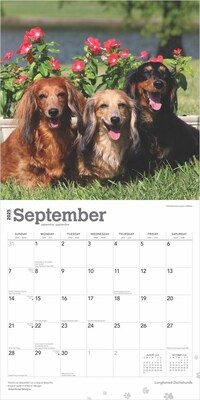 2025 BrownTrout Longhaired Dachshunds 12" x 24" Monthly Square Wall Calendar, (9781975478186)