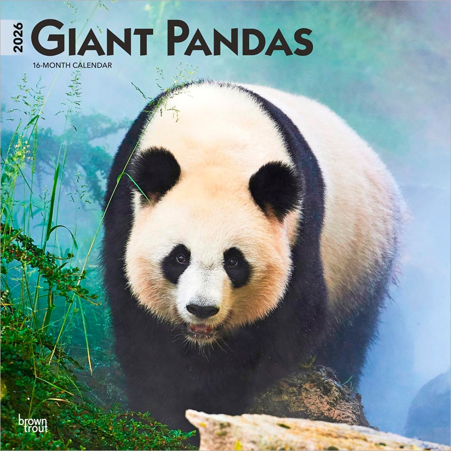 2026 BrownTrout Giant Pandas 12 x 12 Monthly Wall Calendar (9798330703418)