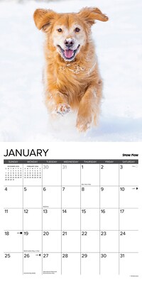 2026 Willow Creek 12 Uses for a Golden 12" x 12" Monthly Wall Calendar (49730)