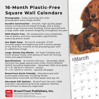 2025 BrownTrout Longhaired Dachshunds 12" x 24" Monthly Square Wall Calendar, (9781975478186)