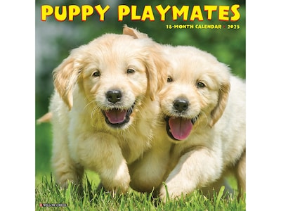 2025 Willow Creek Puppy Playmates 12 x 12 Monthly Wall Calendar (44605)