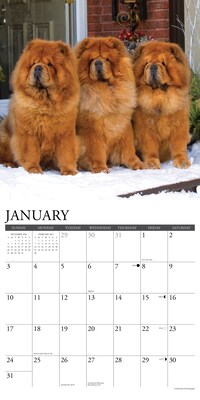 2027 Willow Creek Chow Chows 12" x 12" Monthly Wall Calendar (59708)