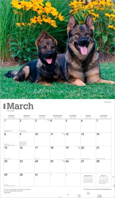 2026 BrownTrout For the Love of German Shepherds 14" x 12" Monthly Wall Calendar (9798330703395)