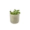 Desk Plants Jade Plant in a Grey Mini Wilson pot (JPMWG)