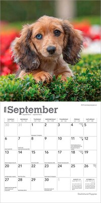 2026 BrownTrout Dachshund Puppies 7" x 7" Monthly Wall Calendar (9798330703081)